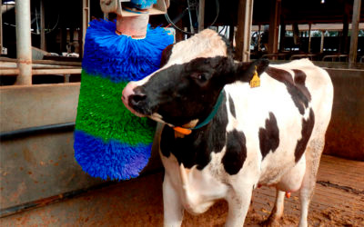 Bienestar y confort en vacas lecheras