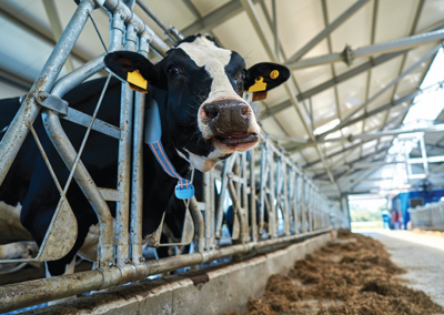 Monitoreo de vacas: Nuevas tácticas para ahorrar más tiempo y dinero.