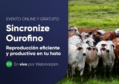 Sincronize Ourofino | Reproducción eficiente y productiva en tu hato